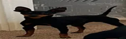 Miniature Pinscher dogs for sale: 4 Kc Registered Mini Pinschers  - Advert 14