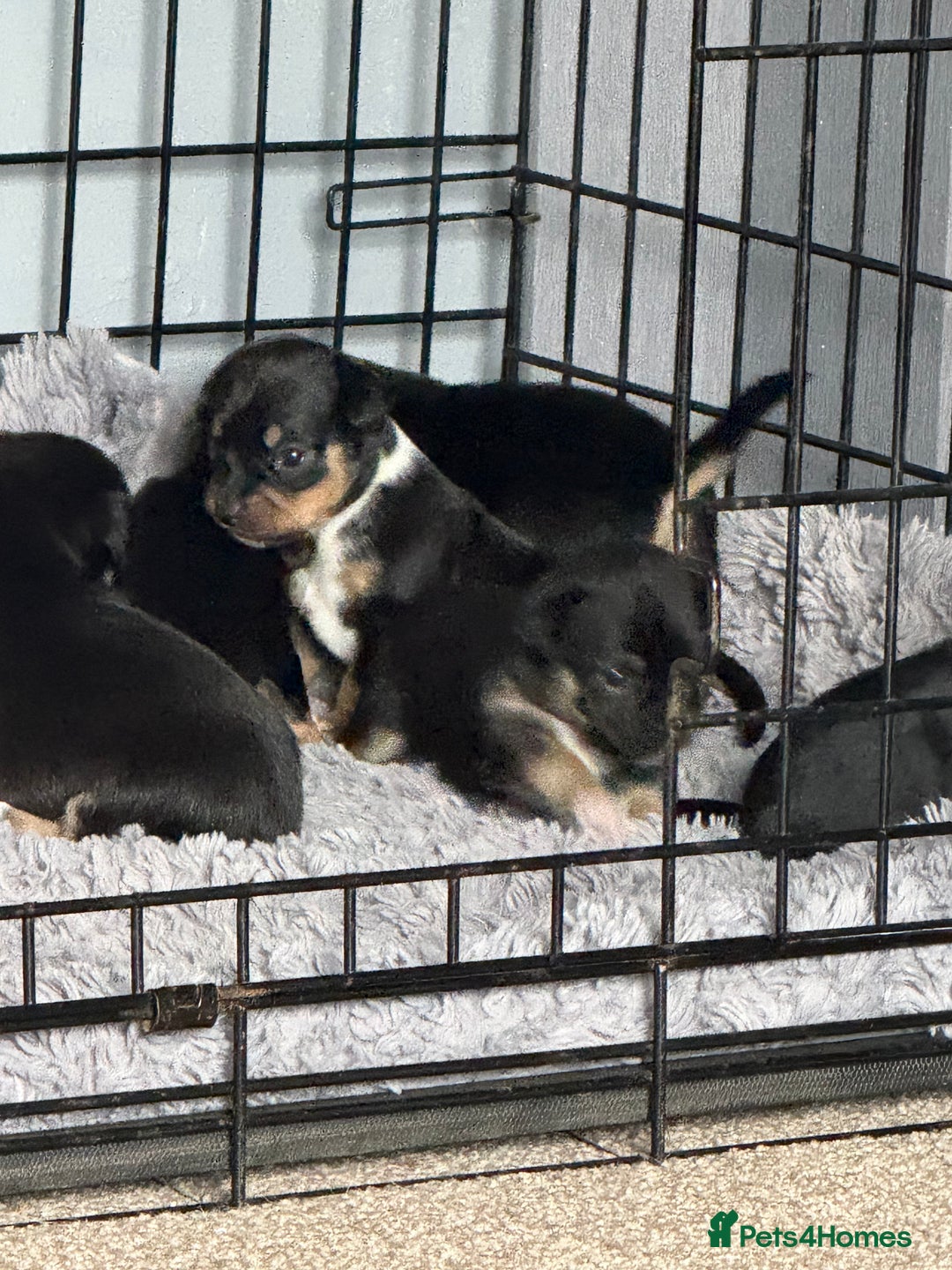 Mixed Breed dogs for sale: Beautiful Jack X Chihuha litter  - Image 9