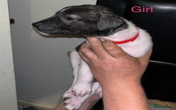 Mixed Breed dogs for sale: Akita x lurcher  - Image 4