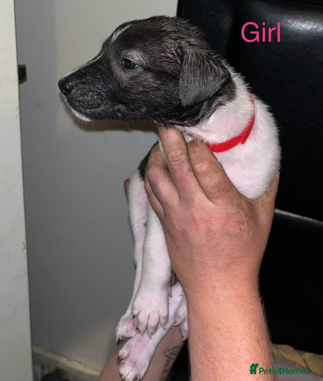 Mixed Breed dogs for sale: Akita x lurcher  - Image 4