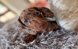 Miniature Dachshund dogs for sale: ❤️🐾💫 Outstanding Miniature Dachshunds 🐾❤️💫 - Image 28