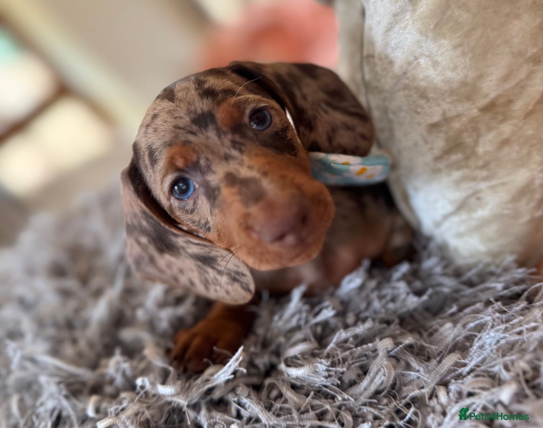 Miniature Dachshund dogs for sale: ❤️🐾💫 Outstanding Miniature Dachshunds 🐾❤️💫 - Image 28
