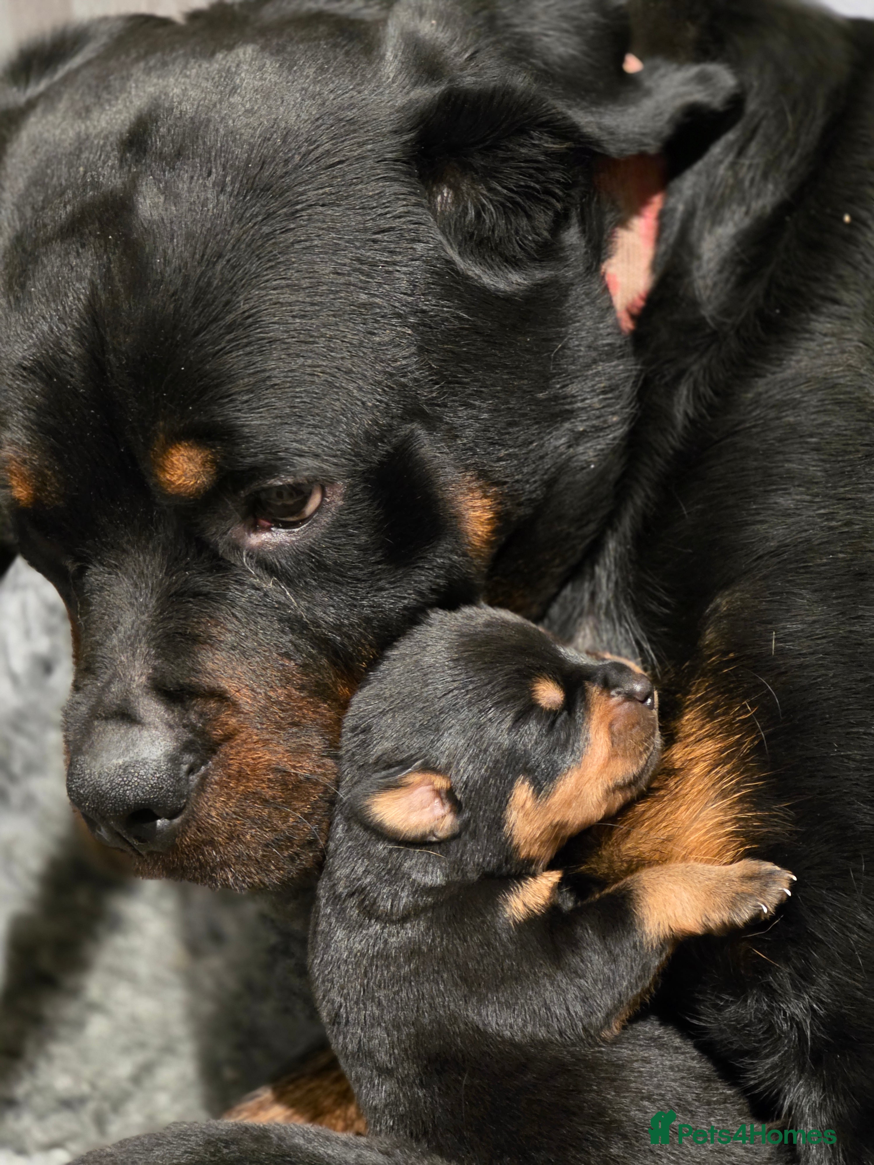 Rottweiler dogs Chunky KC registered Rottweiler  puppies  - Advert 1