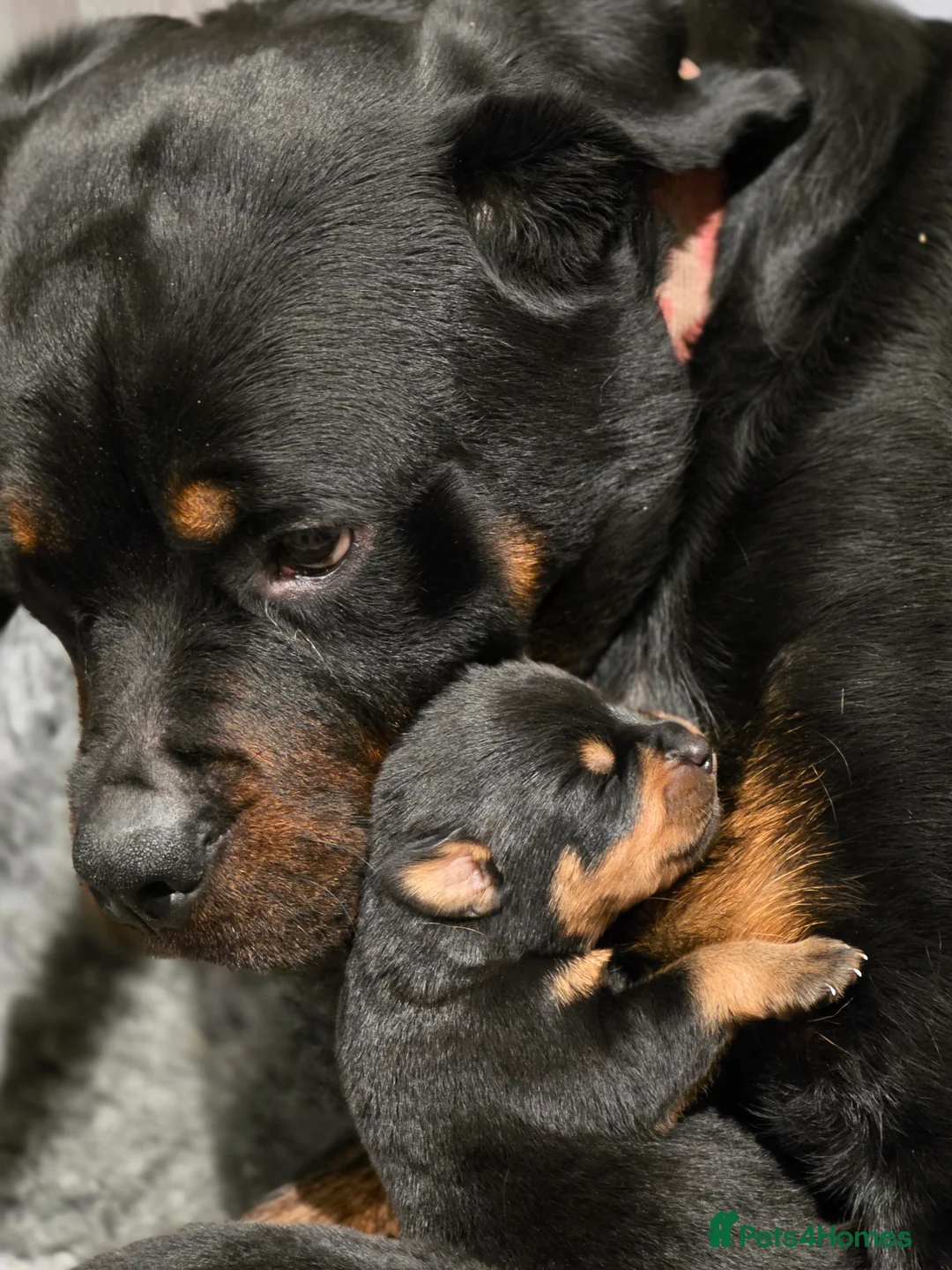 Rottweiler dogs for sale: Chunky KC registered Rottweiler  puppies  - Advert 1
