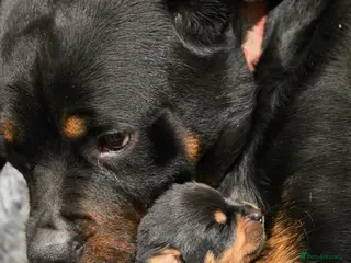 Rottweiler dogs Chunky KC registered Rottweiler puppies - Advert 3