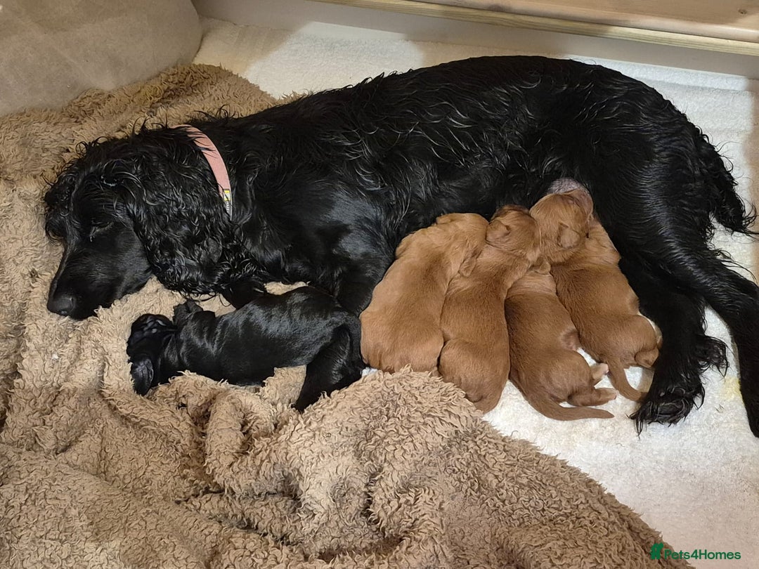 Cocker Spaniel dogs for sale: Beautiful and new - working cocker spaniel puppies - Advert 13