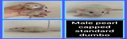 Rat rodents for sale: Adorable Baby Rats for Sale xx - Advert 3