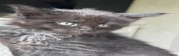 Maine Coon cats for sale: Maine Coon boy  - Advert 19