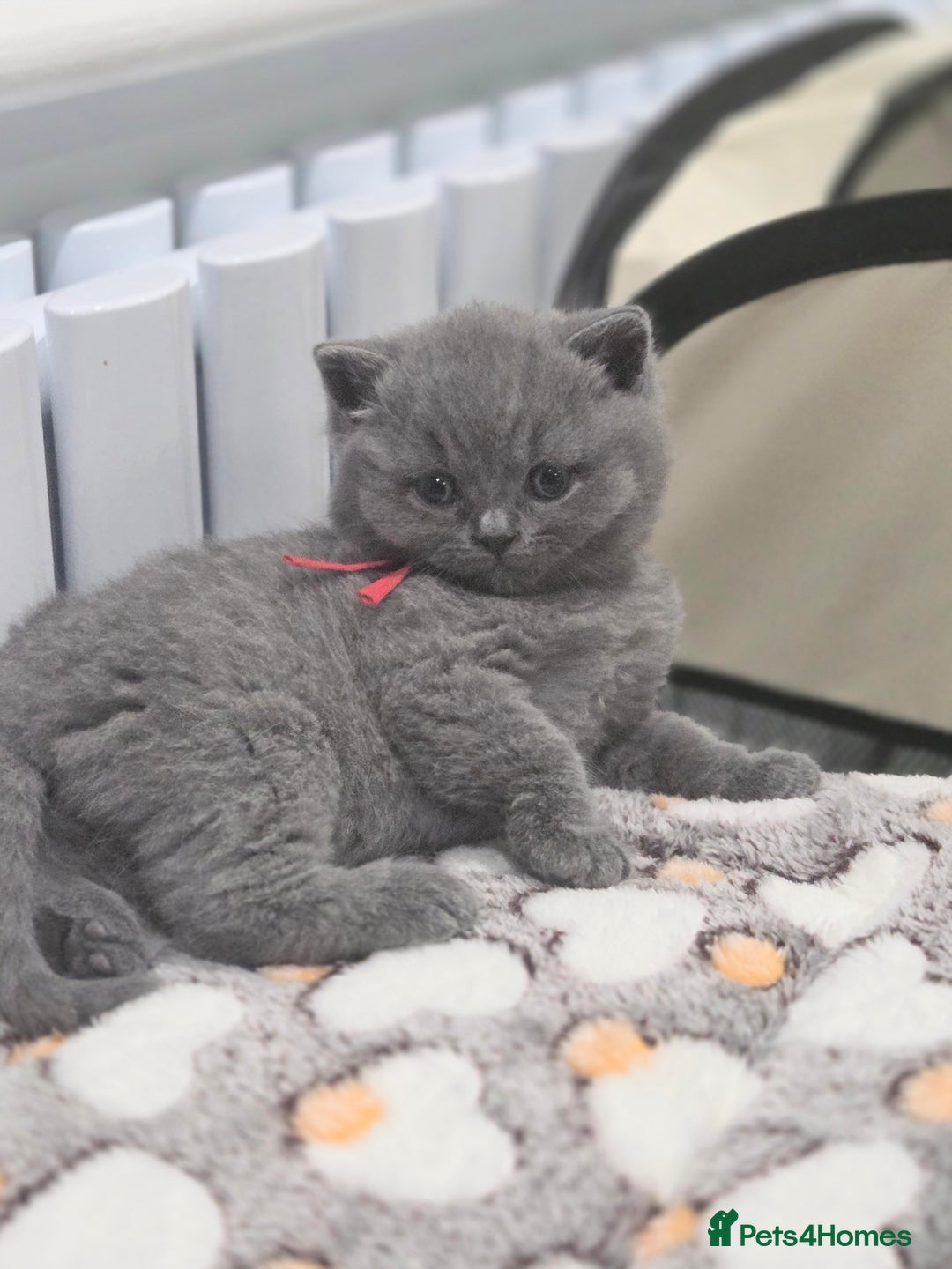 British Shorthair cats for sale: Gorgeous Pure Breed British shorthair kittens  - Advert 8
