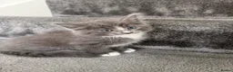 Mixed Breed cats for sale: 7 adorable Kittens! - Advert 2