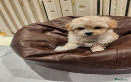 Maltipoo dogs for sale: Maltipoo F1, KC Parents Extensively DNA Clear   - Image 10