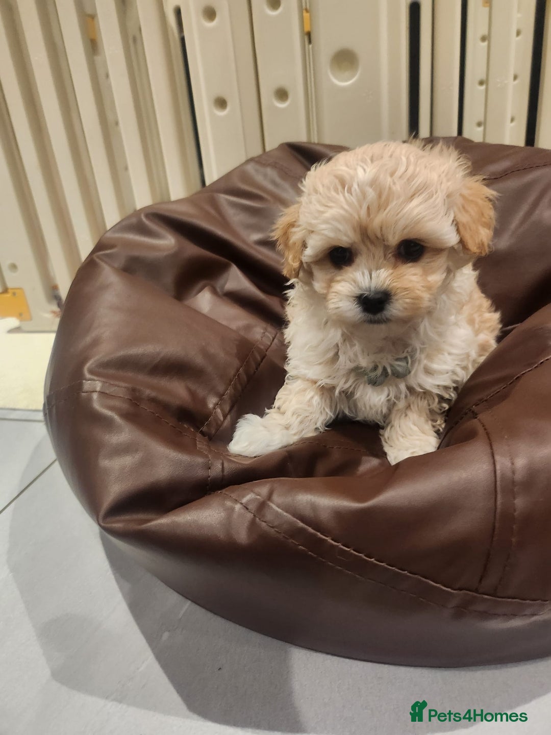 Maltipoo dogs for sale: Maltipoo F1, KC Parents Extensively DNA Clear   - Image 10