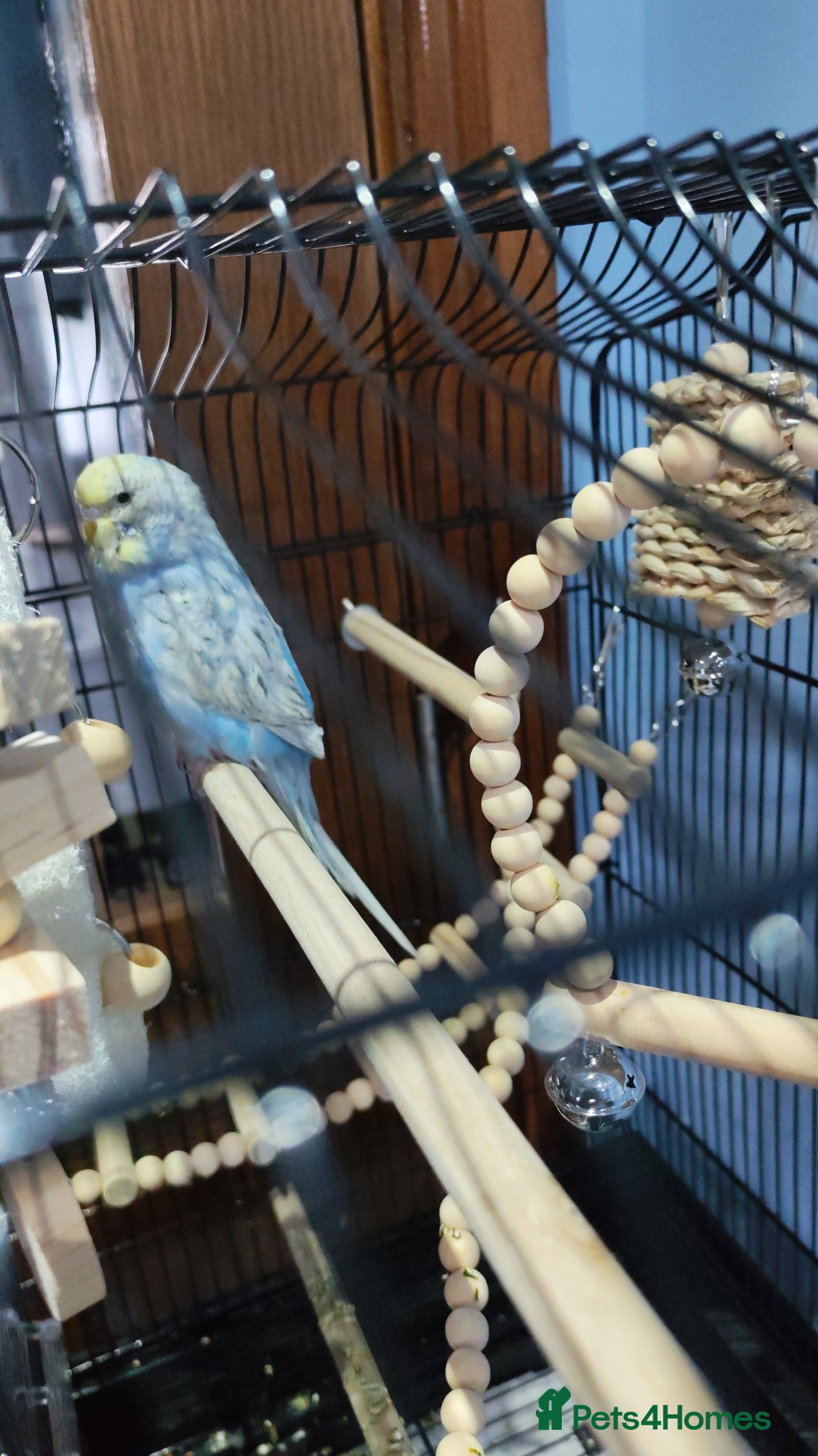 Budgerigars birds Budgie + Cage set up - Advert 1