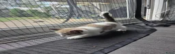 Mixed Breed cats for sale: 4 Beautiful Kittens Looking for Loving Homes - Advert 4
