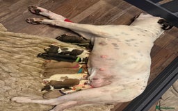 American Bulldog dogs for sale: Male American bulldog for sale  - Advert 2