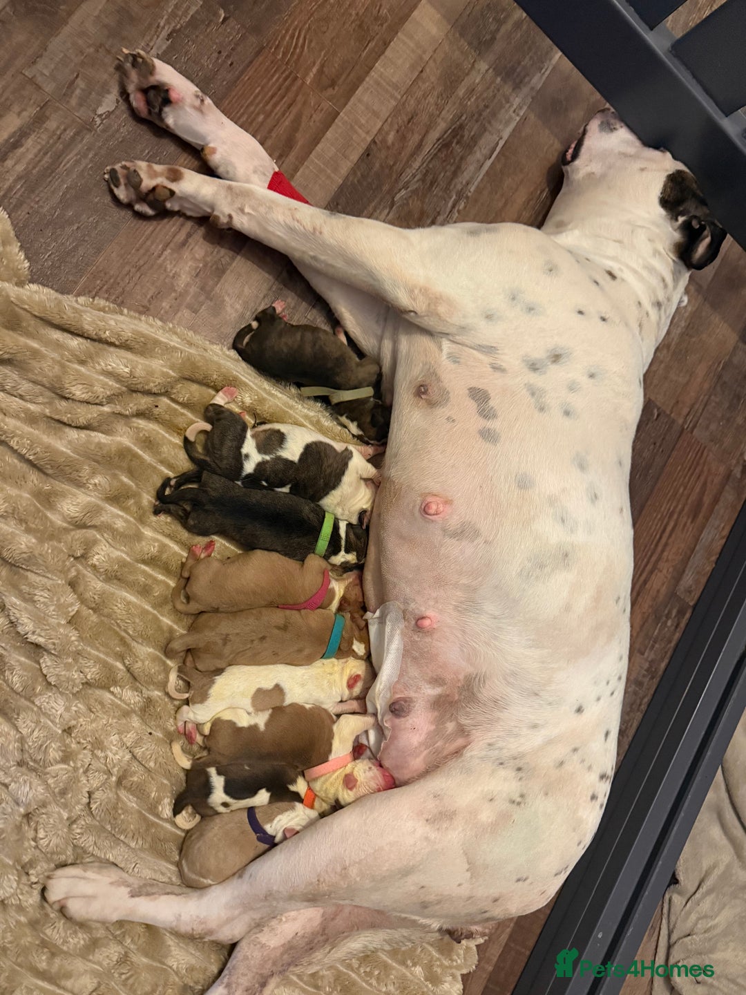 American Bulldog dogs for sale: Male American bulldog for sale  - Advert 2