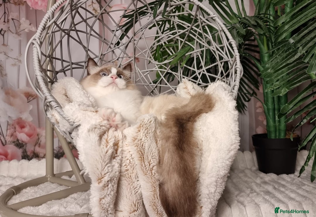 Ragdoll cats for sale: Quality Tica reg Ragdoll kittens  - Image 23