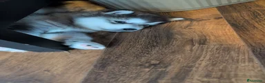 Alaskan Malamute 5