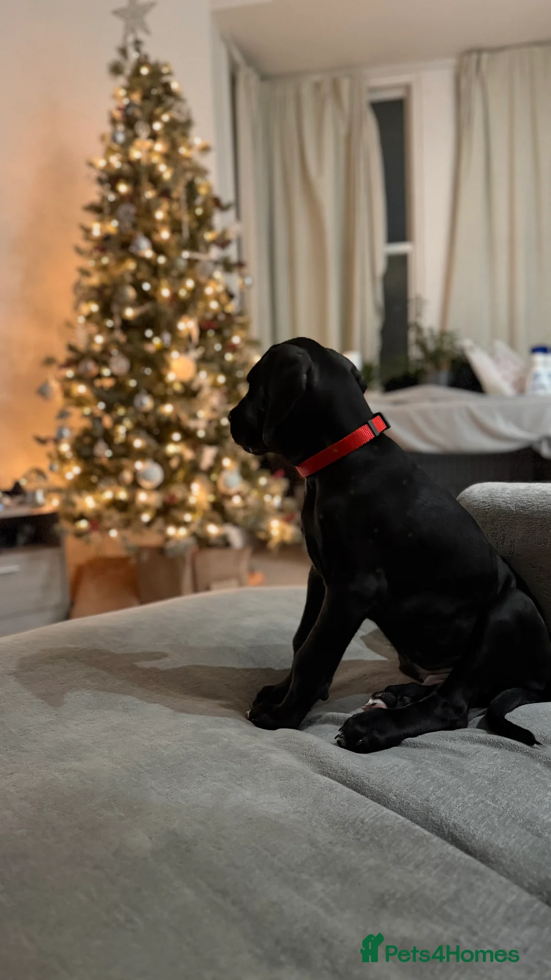 Cane Corso dogs for sale: Great Dane x cane corso  - Advert 6