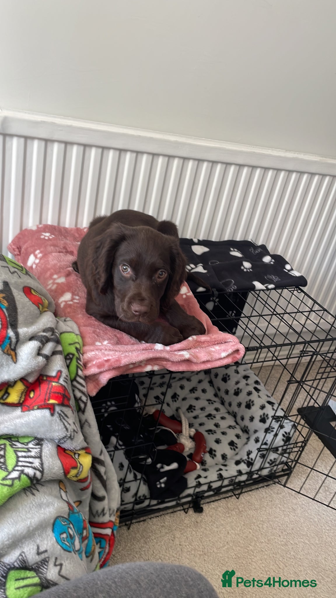 Mixed Breed dogs 11 week old sprocker male - Advert 2
