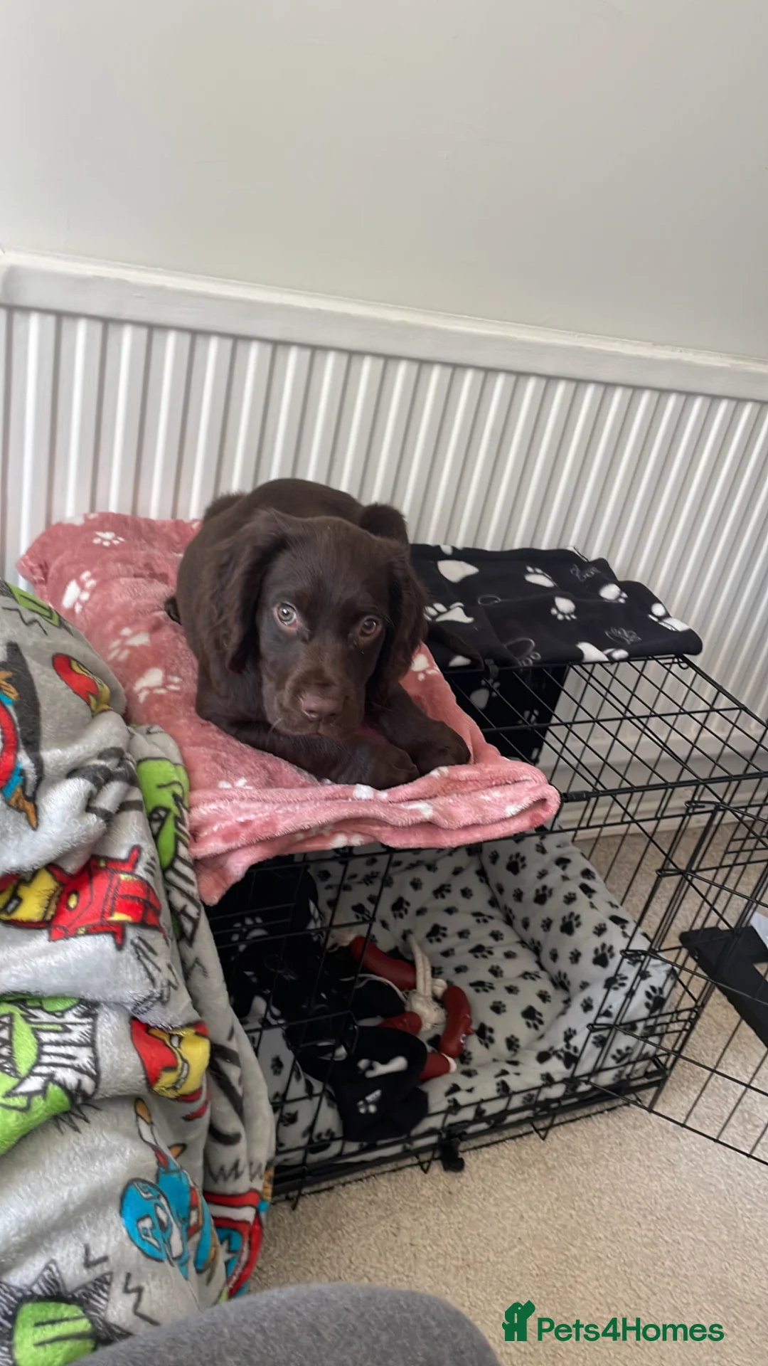 Mixed Breed dogs for sale: 11 week old sprocker male - Advert 1