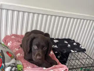 Mixed Breed dogs 11 week old sprocker male - Advert 1