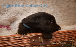 Mixed Breed dogs for sale: 10 Beautiful bedlington whippet x lurcher puppies! - Image 27