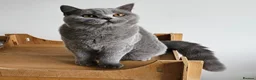 British Shorthair cats for sale: Stunning British shorthair blue kittens, neutered - Advert 14