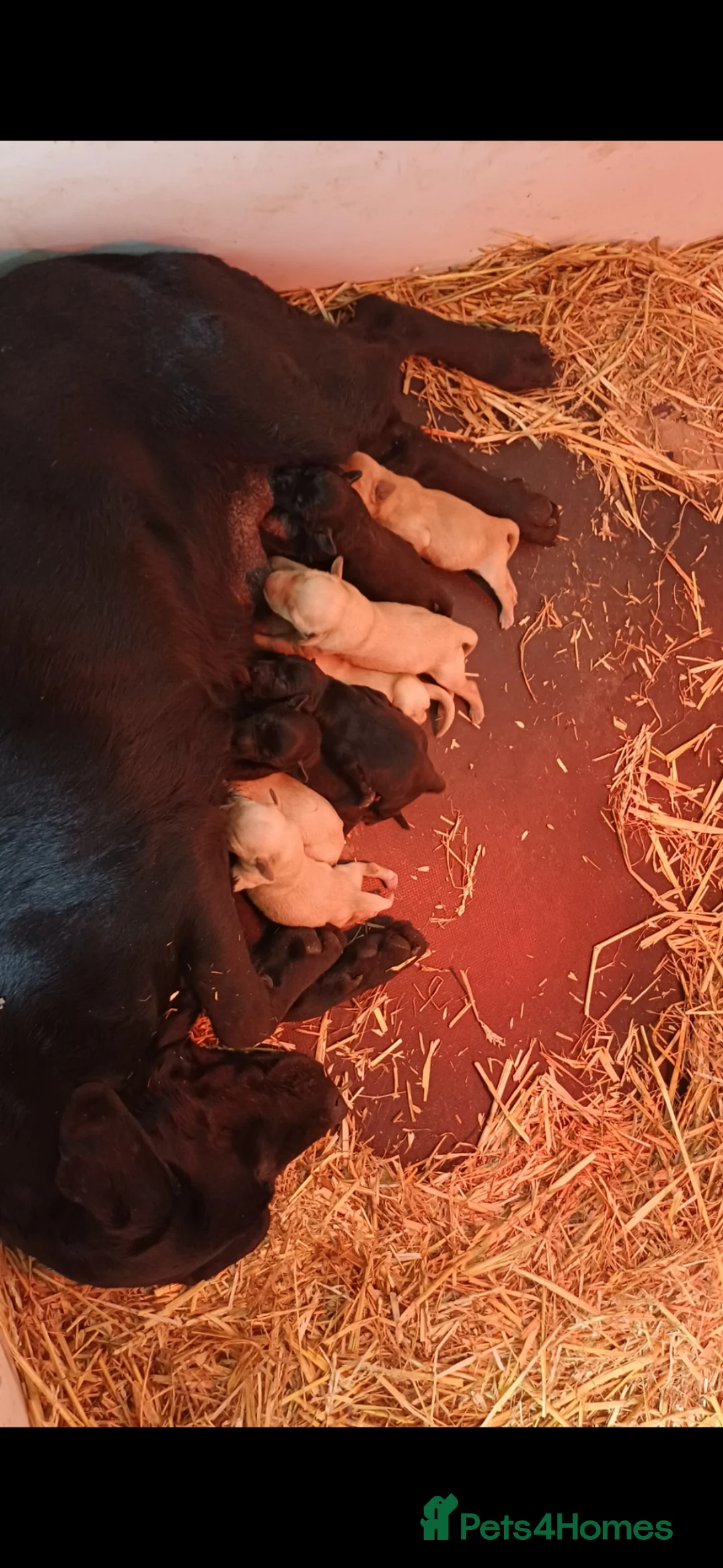 Labrador Retriever dogs for sale: KC registered working labrador puppies - Advert 16