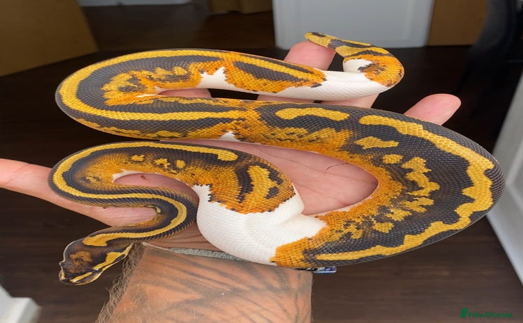 Python Snake reptiles - Advert 1