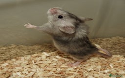 Mouse rodents for sale: Satin, long and short haired varieties  - Image 9