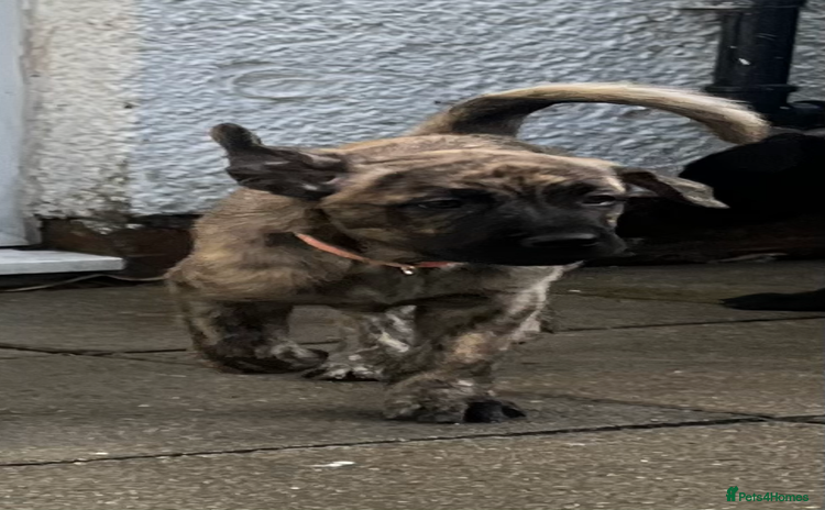 Mixed Breed dogs - Advert 7