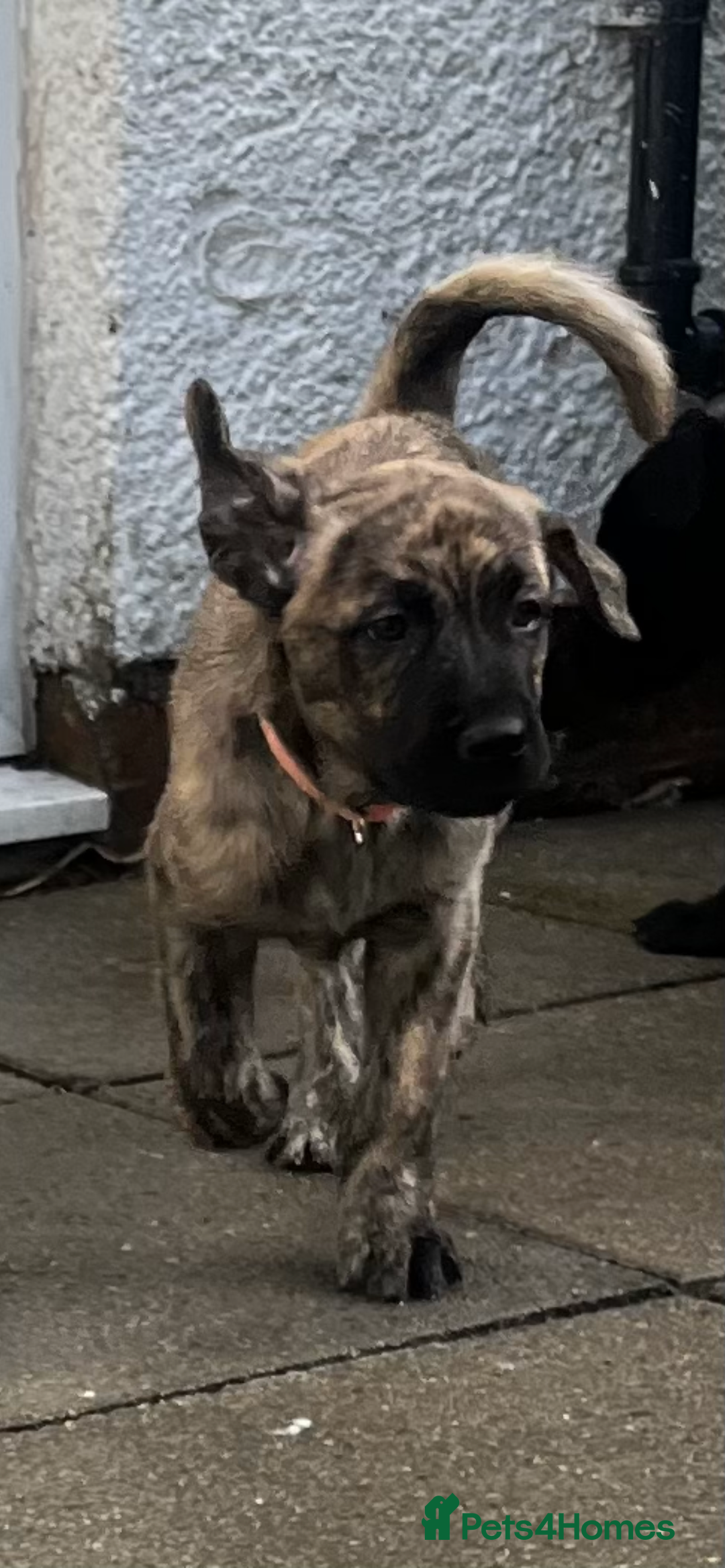 Mixed Breed dogs for sale: Zena Husky/canecorso mix🩷 - Image 1