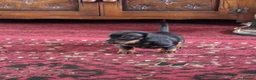 Dachshund dogs for sale: Dacshund  - Advert 14