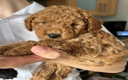 Toy Poodle dogs for sale: Toy poodles - Image 9