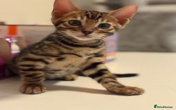 Bengal cats for sale: gorgeous pure bengal kittens  - Image 7