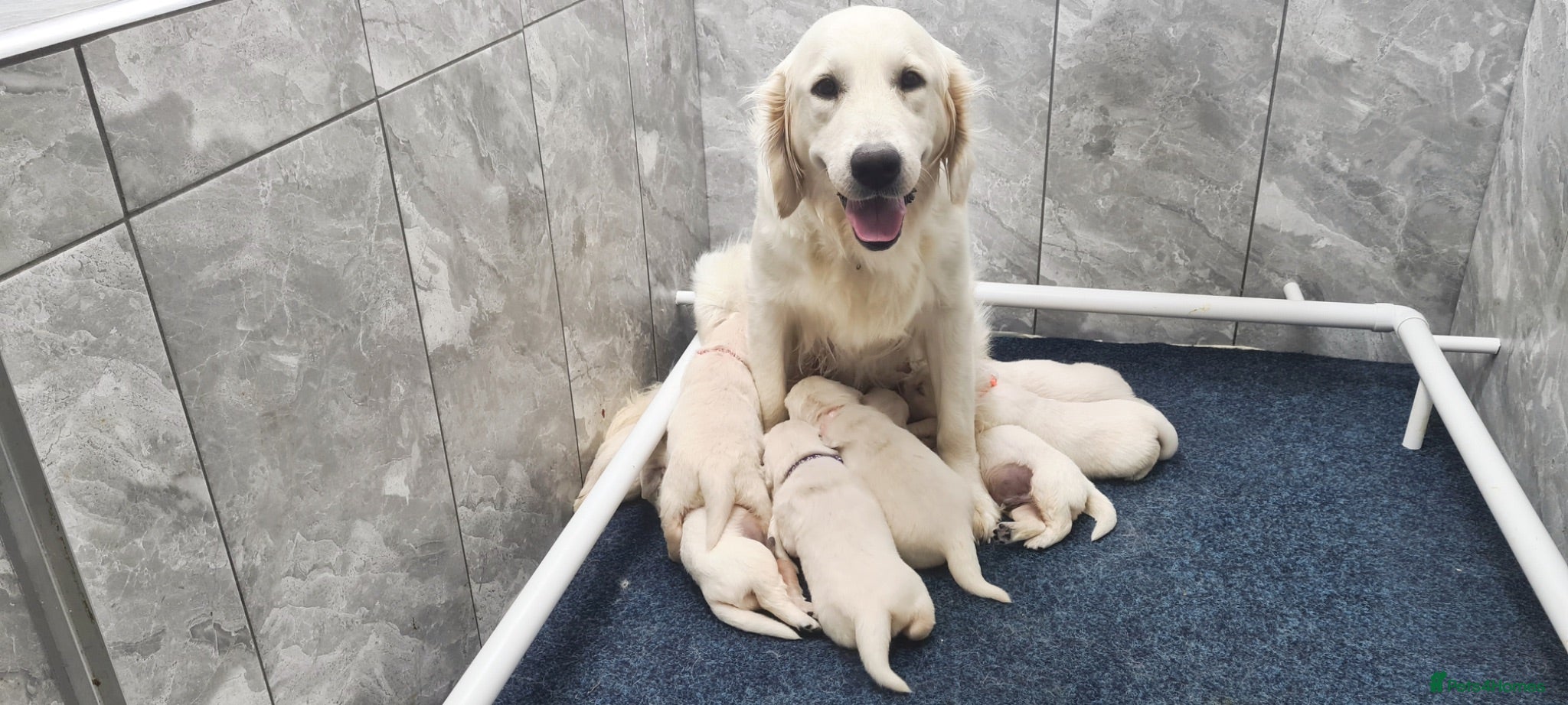 Golden Retriever dogs Kc Registered Golden Retriever puppies - Advert 1