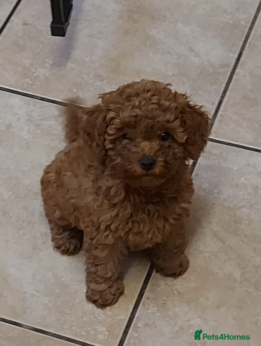 Toy Poodle dogs for stud: *Red Toy Stud Dog, KC Reg'd & DNA Tested Clear* in Leyland - Advert 4