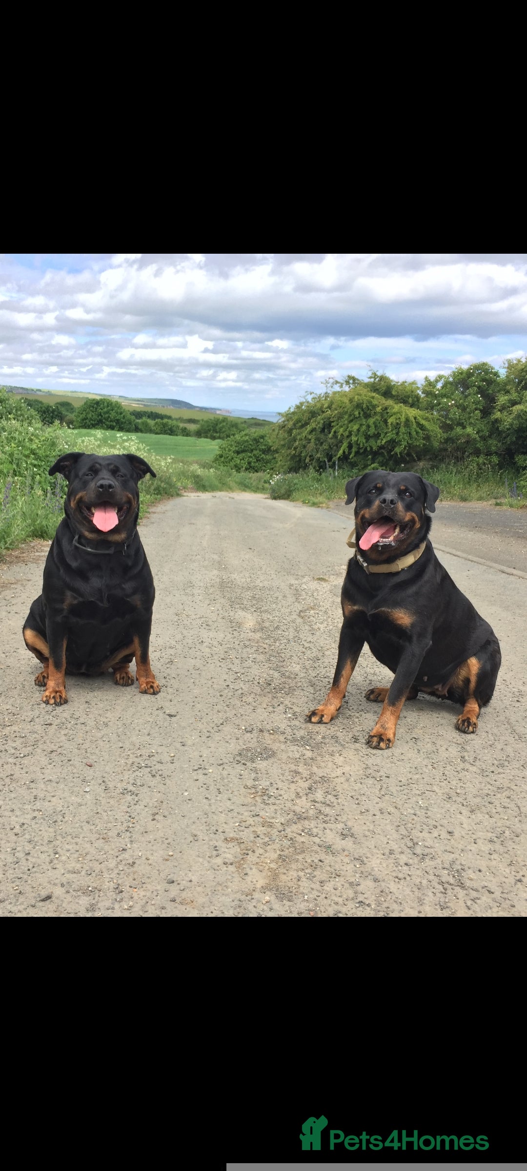 Rottweiler dogs for sale: 2 Beautiful Chunky Rottie pups - Advert 6