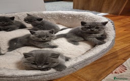 British Shorthair cats for sale: Beautiful kittens british shorthair  - Image 3