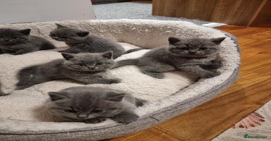 British Shorthair cats - Advert 14