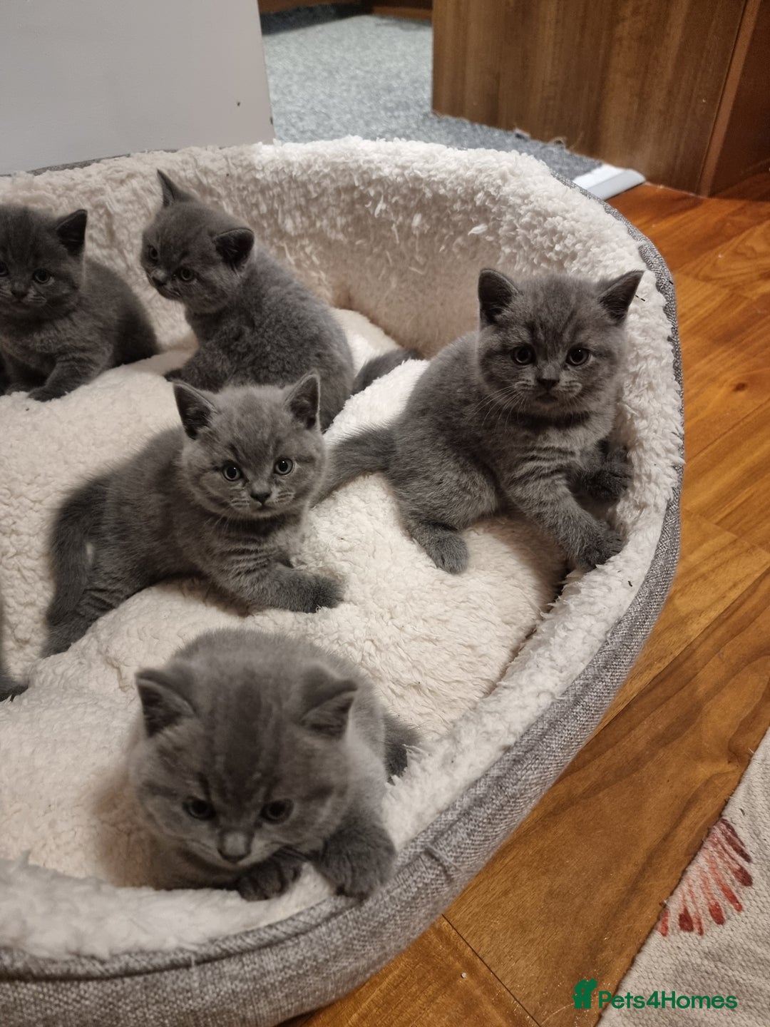 British Shorthair cats for sale: Beautiful kittens british shorthair  - Image 3