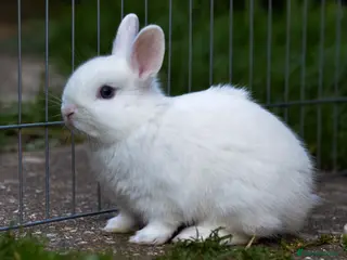 Netherland Dwarf rabbits Male Netherland Dwarf Rabbit - Advert 17