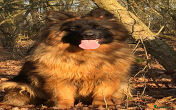 German Shepherd dogs for sale:  kc health tested long haired German shepherd pups - Image 4