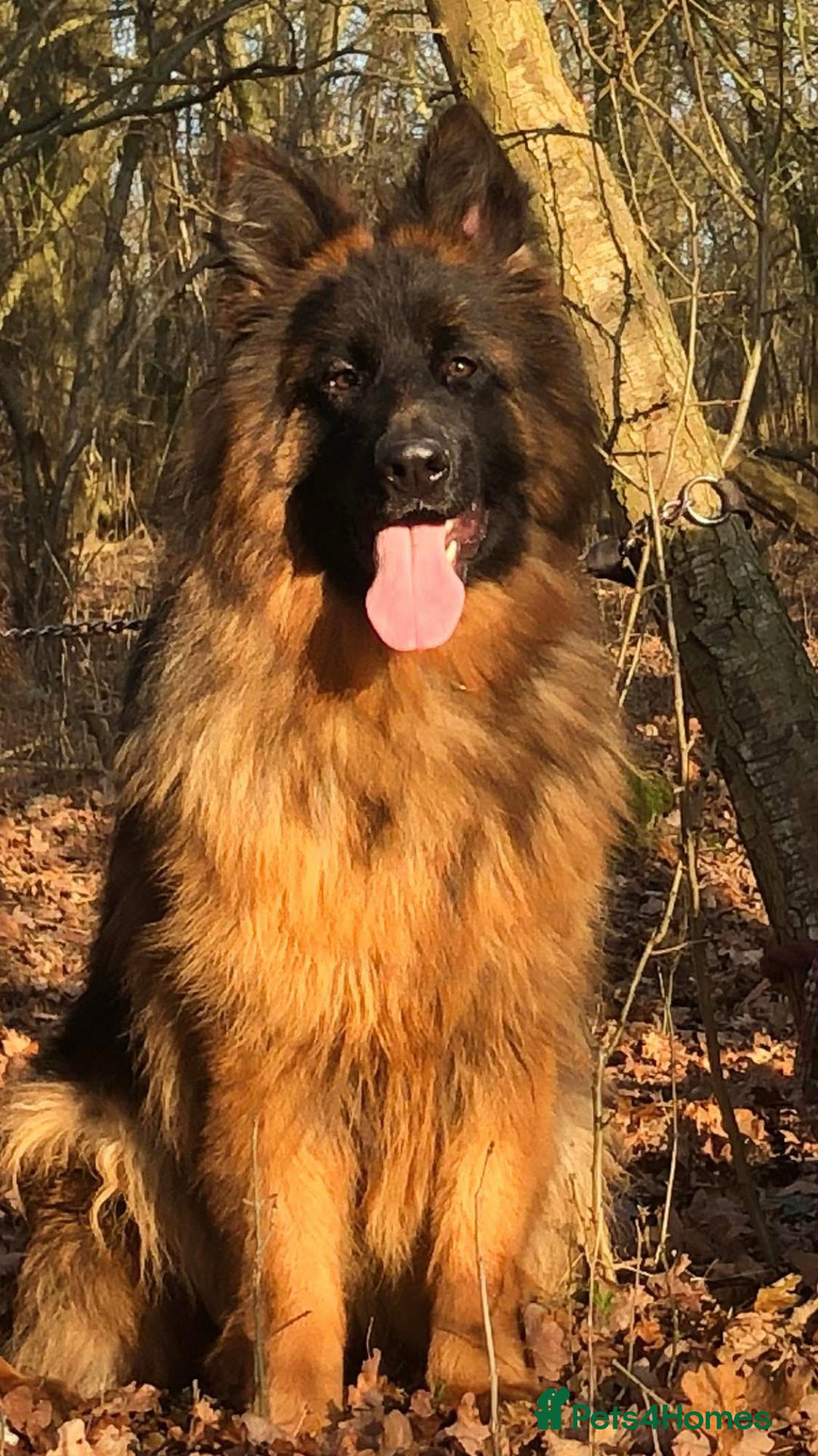 German Shepherd dogs for sale:  kc health tested long haired German shepherd pups - Image 4