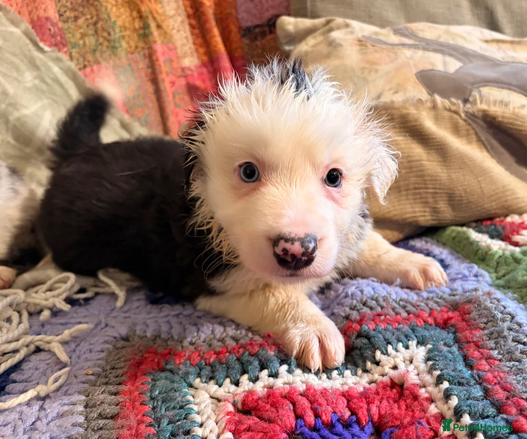 Border Collie dogs for sale: HEALTH TESTED CLEAR PARENTS BORDER COLLIE PUPS - Advert 25