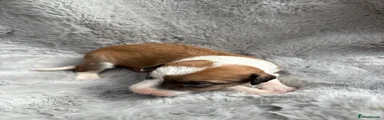 Lurcher 6