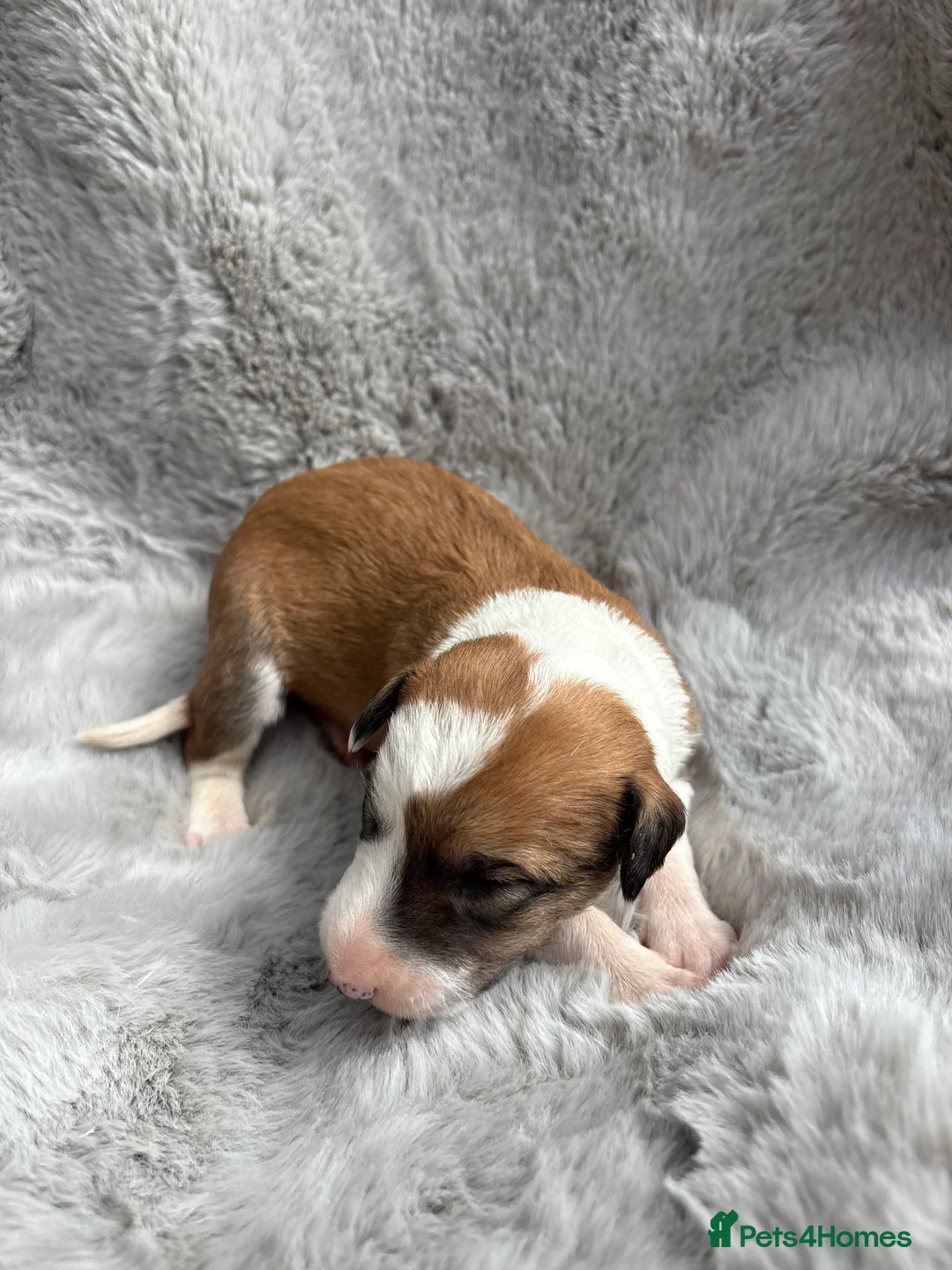 Lurcher dogs for sale: Lurcher puppies  - Advert 2