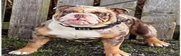 English Bulldog dogs for sale: English Bulldog Puppies – 3 Boys & 2 Girls in Exmouth - Advert 10