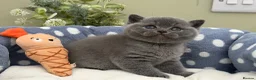 British Shorthair cats for sale: Beautiful British Kittens - Advert 18